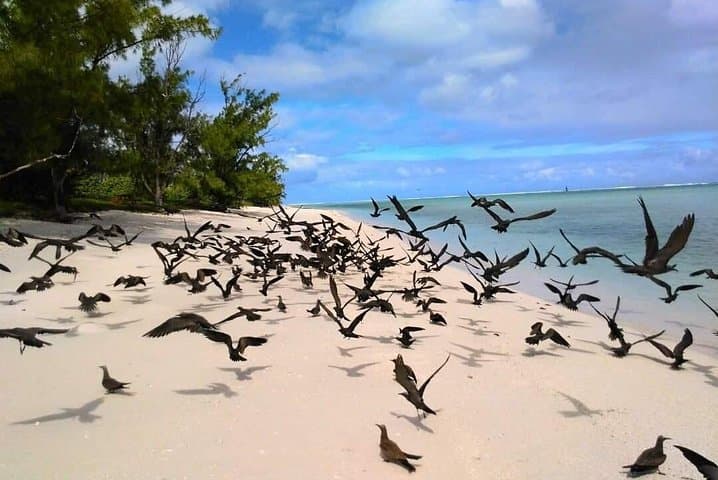 Rodrigues Big-Game Fishing: Popping, Jigging & Live-Bait Charters photo 4