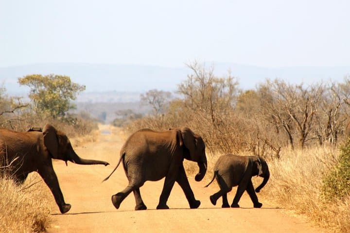 Full-Day Kruger Safari From Hazyview — Big Five Game Drive with Expert Guides photo 2