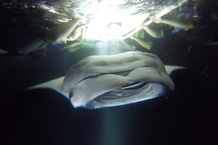 Experience Kona’s Thrilling Manta Ray Night Snorkel in Keauhou Harbor