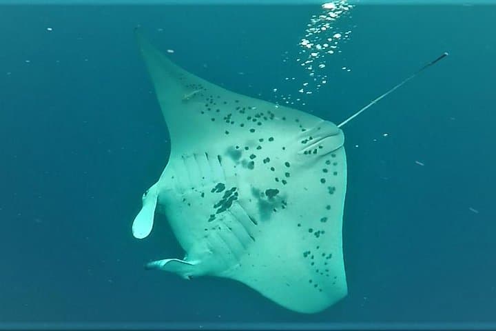 Experience Kona’s Thrilling Manta Ray Night Snorkel in Keauhou Harbor photo 4