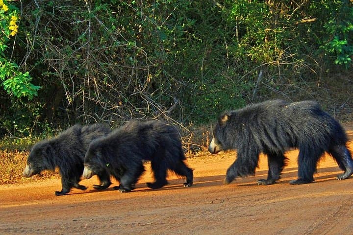 Yala National Park Safari from Hikkaduwa — Leopard-Spotting Jeep Tour photo 2