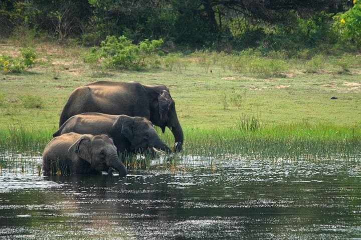 Yala National Park Safari from Hikkaduwa — Leopard-Spotting Jeep Tour photo 3