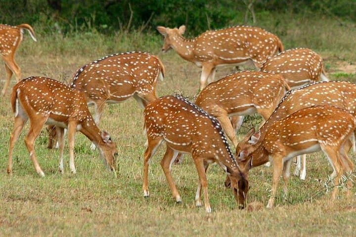 Yala National Park Safari from Hikkaduwa — Leopard-Spotting Jeep Tour photo 4