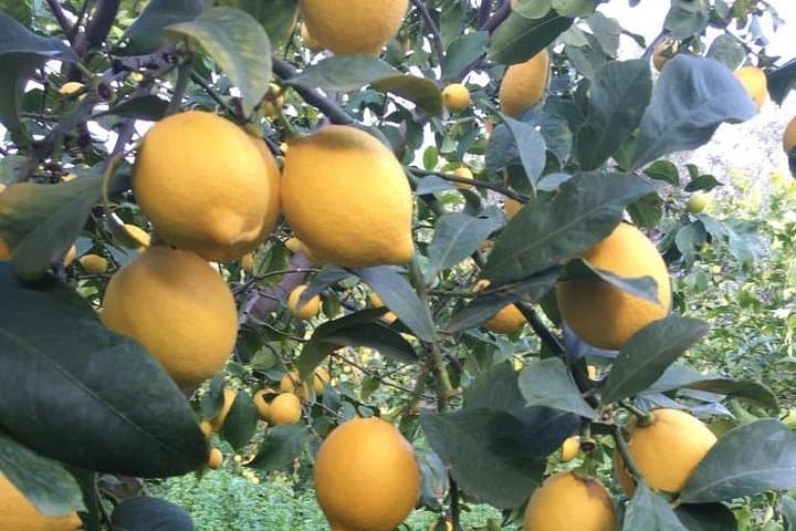 Inside Greece's Largest Lemon Farm Near Poros: Citrus Tour & Tasting