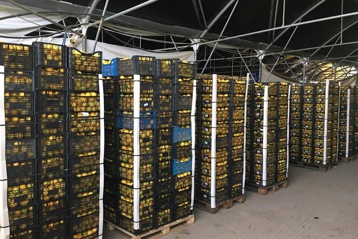 Inside Greece's Largest Lemon Farm Near Poros: Citrus Tour & Tasting photo 3