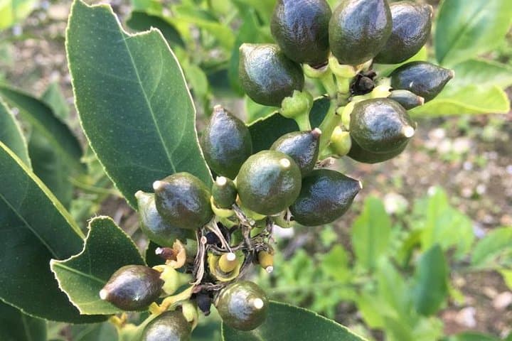 Inside Greece's Largest Lemon Farm Near Poros: Citrus Tour & Tasting photo 4