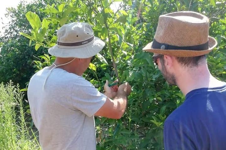Inside Greece's Largest Lemon Farm Near Poros: Citrus Tour & Tasting photo 5