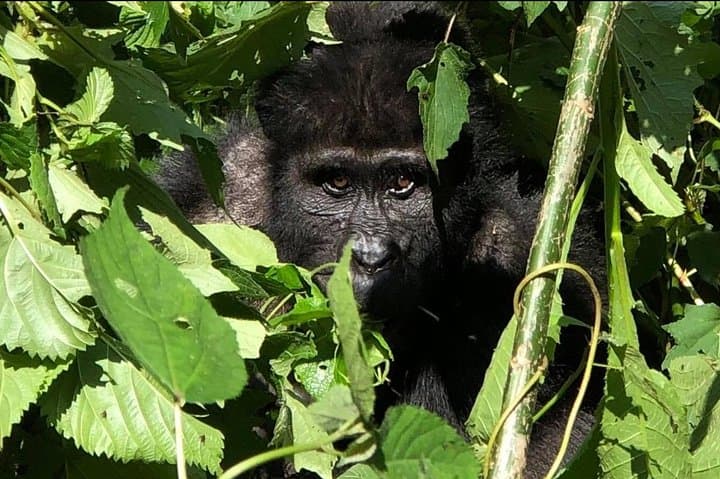 Affordable 12-Day Gorilla Trekking Safari in Bwindi Impenetrable National Park photo 1