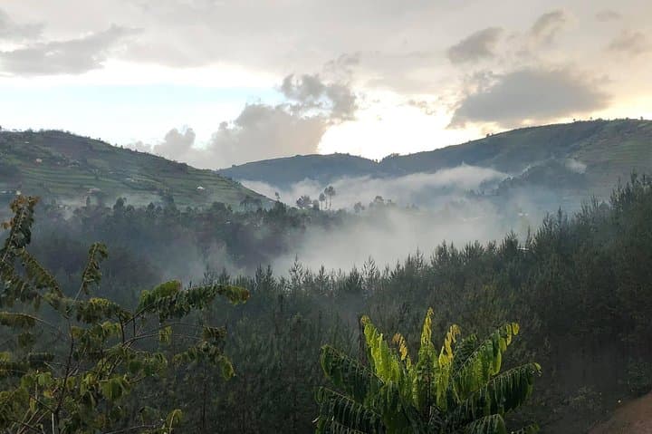 Affordable 12-Day Gorilla Trekking Safari in Bwindi Impenetrable National Park photo 2