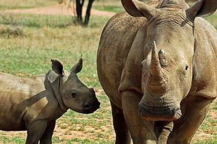 Full-Day Ol Pejeta Conservancy & Ngare Ndare Forest Safari from Nairobi photo 3