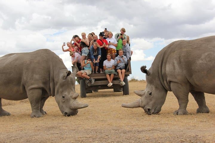 Full-Day Ol Pejeta Conservancy & Ngare Ndare Forest Safari from Nairobi photo 4