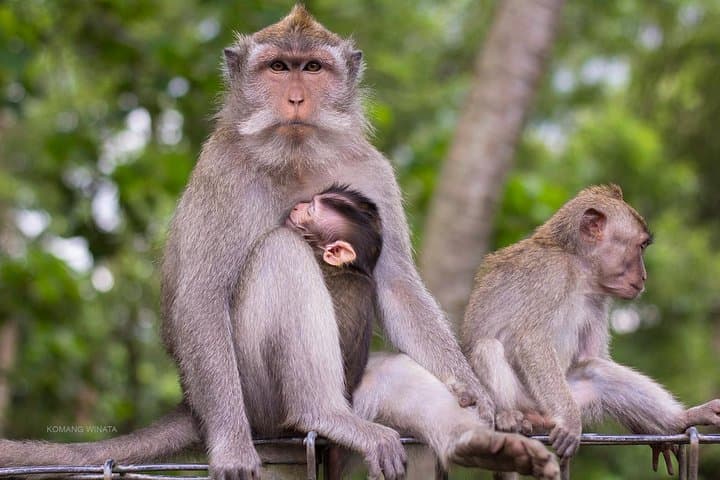 Ubud Half-Day: Monkey Forest, Art Market & Petulu White Herons photo 2