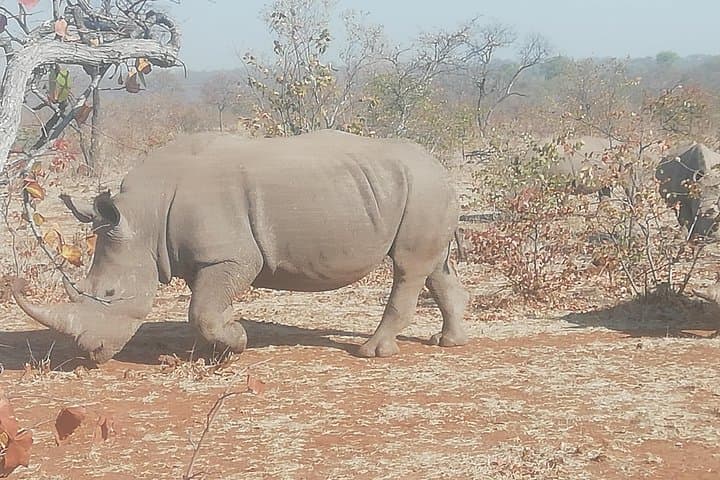Rhino Game Drive and Walking Safari at Mosi-oa-Tunya National Park