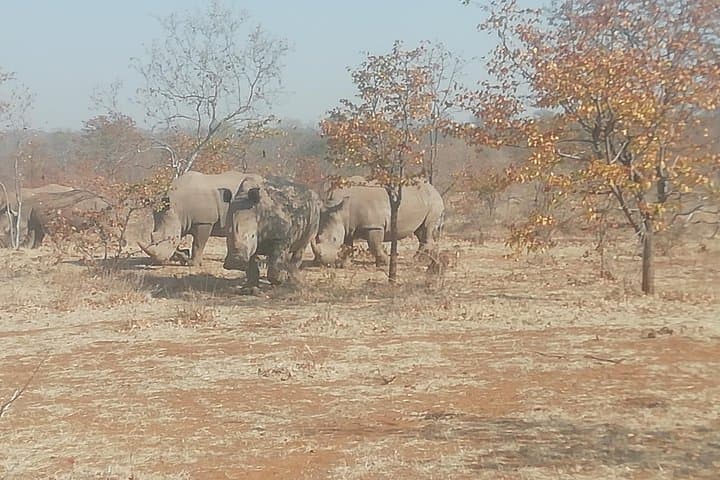Rhino Game Drive and Walking Safari at Mosi-oa-Tunya National Park photo 2