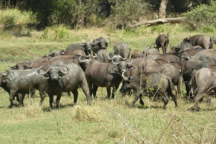 Rhino Game Drive and Walking Safari at Mosi-oa-Tunya National Park photo 3