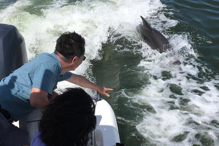 Fort Myers Beach Dolphin Tour: Estero Bay Dolphin, Manatee & Turtle Cruise photo 6