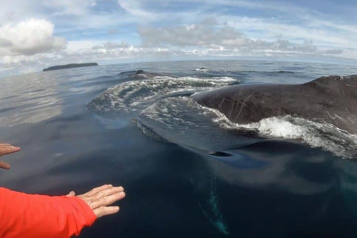 Drake Bay Dolphin and Whale Watching — Small-Boat Tours with Marine Biologists photo 4