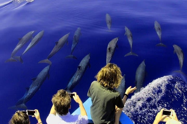 Drake Bay Dolphin and Whale Watching — Small-Boat Tours with Marine Biologists photo 2