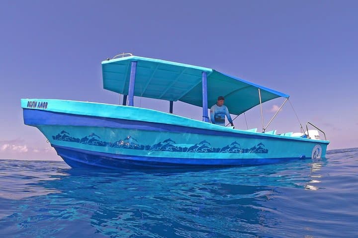 Drake Bay Dolphin and Whale Watching — Small-Boat Tours with Marine Biologists photo 3