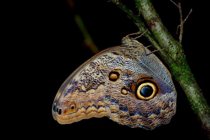 Night Hike at Arenal Mundo Aventura — La Fortuna Nocturnal Wildlife Tour photo 5
