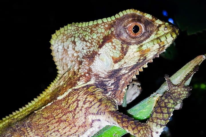 Manuel Antonio Jungle Night Tour: Guided Nocturnal Wildlife Walk
