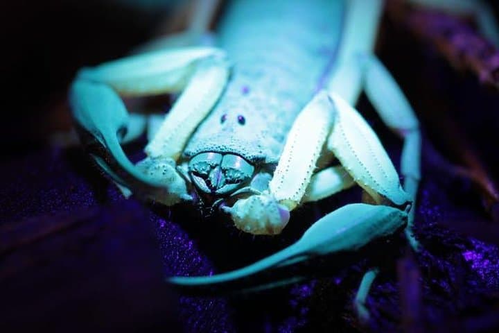 Manuel Antonio Jungle Night Tour: Guided Nocturnal Wildlife Walk photo 2
