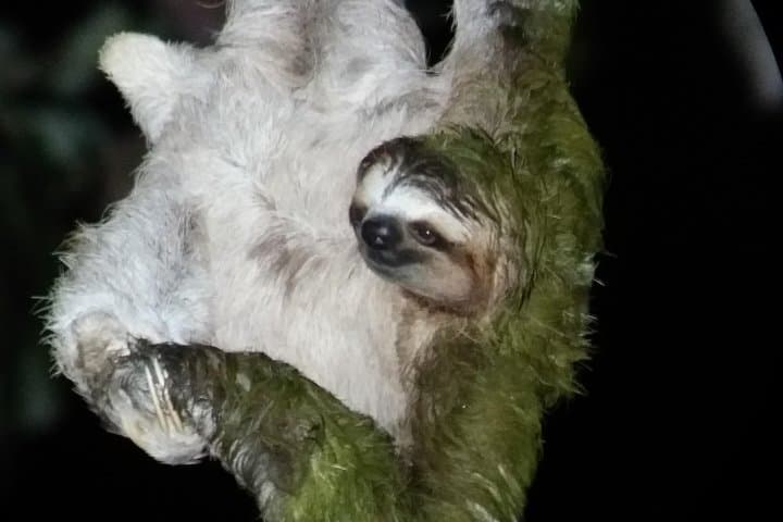 Manuel Antonio Jungle Night Tour: Guided Nocturnal Wildlife Walk photo 3