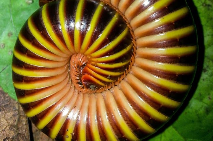 Manuel Antonio Jungle Night Tour: Guided Nocturnal Wildlife Walk photo 4