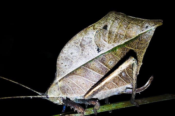 Manuel Antonio Jungle Night Tour: Guided Nocturnal Wildlife Walk photo 5