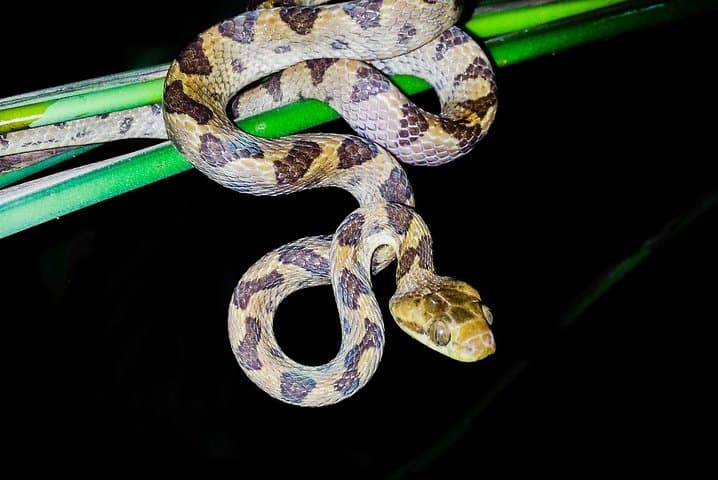 Manuel Antonio Jungle Night Tour: Guided Nocturnal Wildlife Walk photo 6
