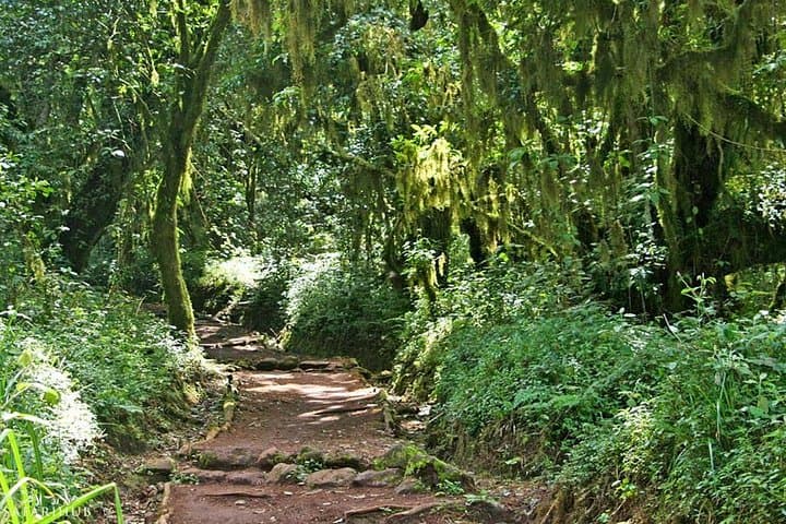 Marangu Route: Classic 5-Day Trek to Uhuru Peak on Mount Kilimanjaro photo 3