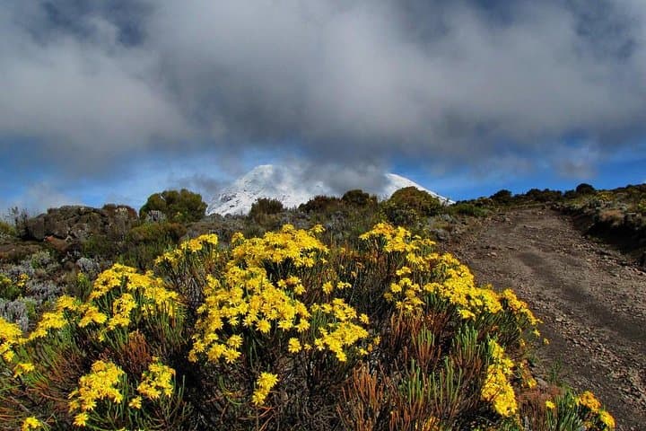 Marangu Route: Classic 5-Day Trek to Uhuru Peak on Mount Kilimanjaro photo 4