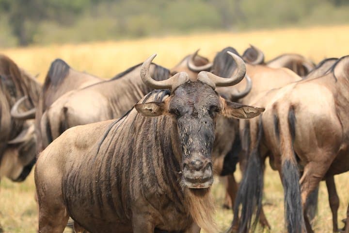 One-Day Ngorongoro Crater Safari from Arusha — Game Drive & Picnic Lunch photo 4