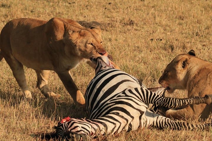 One-Day Ngorongoro Crater Safari from Arusha — Game Drive & Picnic Lunch photo 3