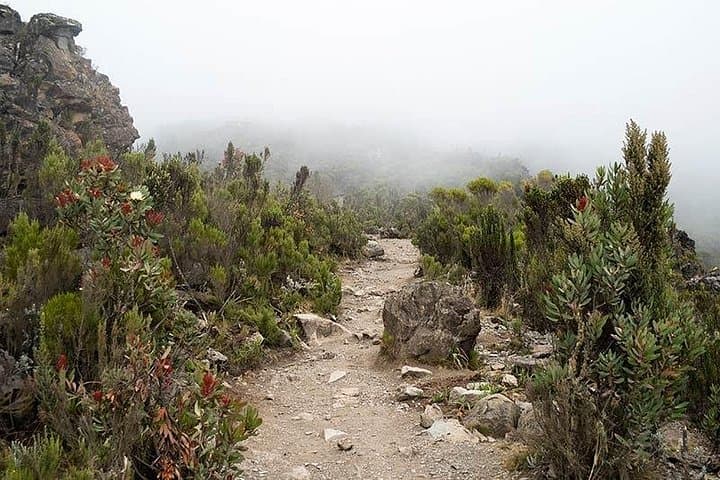 Machame Route on Mount Kilimanjaro: 6-Day Summit Trek to Uhuru Peak photo 3