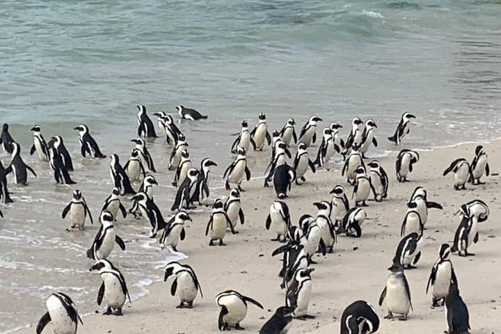 Private Cape Peninsula Tour with Close-Range Penguin Encounter from Cape Town