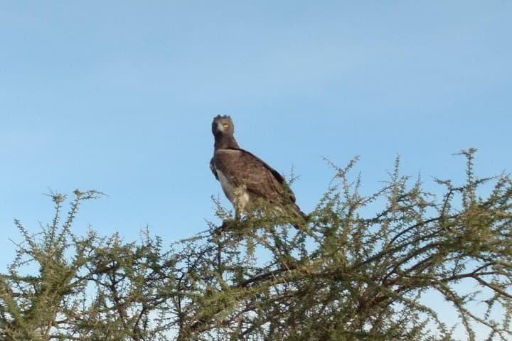 2-Day Saltlick Taita Hills Wildlife Safari from Diani Beach