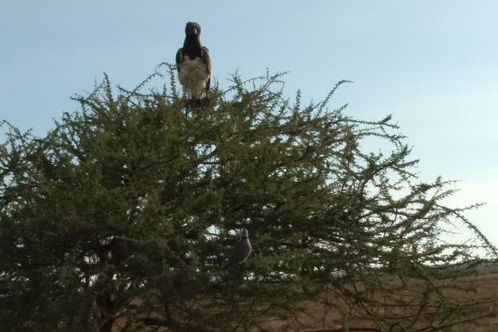 2-Day Saltlick Taita Hills Wildlife Safari from Diani Beach photo 2