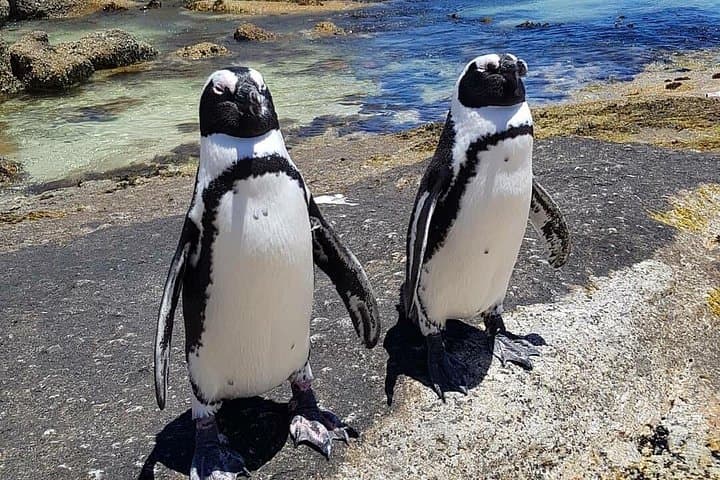 Full-Day Cape of Good Hope Private Tour: Penguins, Cape Point & Wine Tasting photo 1