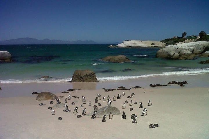 Cape Point & Constantia Private Wine Tour: Cape of Good Hope Day Trip from Cape Town photo 4
