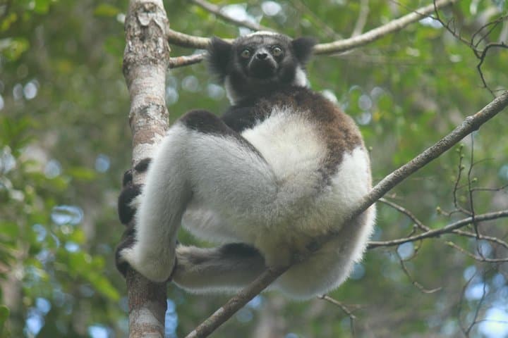 Weekend Wildlife: Andasibe Two-Day Madagascar Lemur & Reptile Tour photo 2
