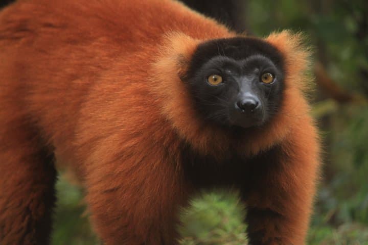 Weekend Wildlife: Andasibe Two-Day Madagascar Lemur & Reptile Tour photo 3