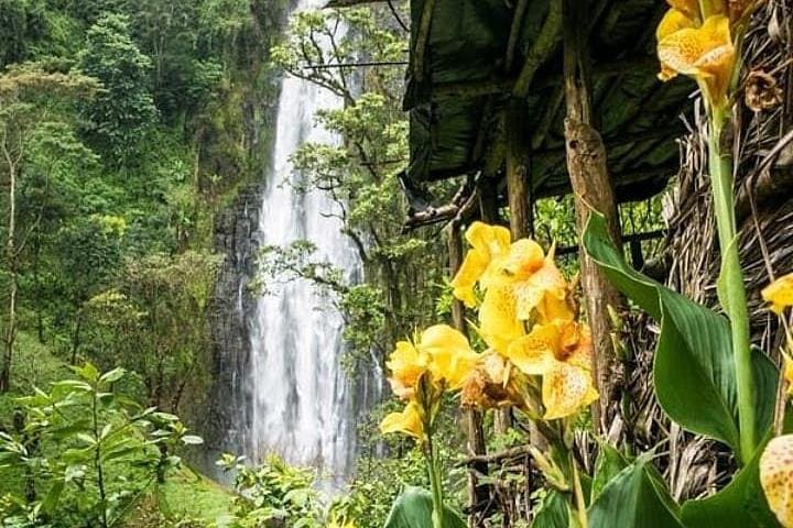 Materuni Waterfalls & Coffee Tour — Hike, Swim & Taste Chagga Coffee photo 2