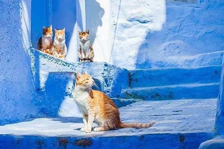 Day Trip to Chefchaouen: Blue City Private Tour from Fez photo 4