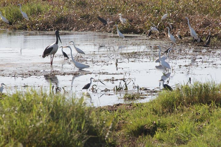 Adelaide River Jumping Croc Cruise — Up-Close Saltwater Crocodile and Wetlands Wildlife Experience photo 6