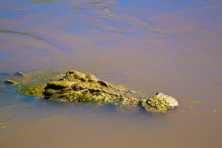 Adelaide River Jumping Croc Cruise — Up-Close Saltwater Crocodile and Wetlands Wildlife Experience photo 2