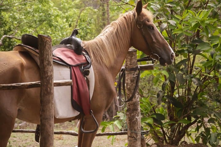 East Coast Horseback Riding and Dennery Waterfall Tour, St. Lucia photo 6