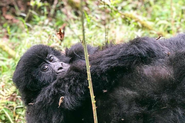 6-Day Uganda Gorilla Trek, Sabyinyo Hike & Lake Bunyonyi Homestay photo 1