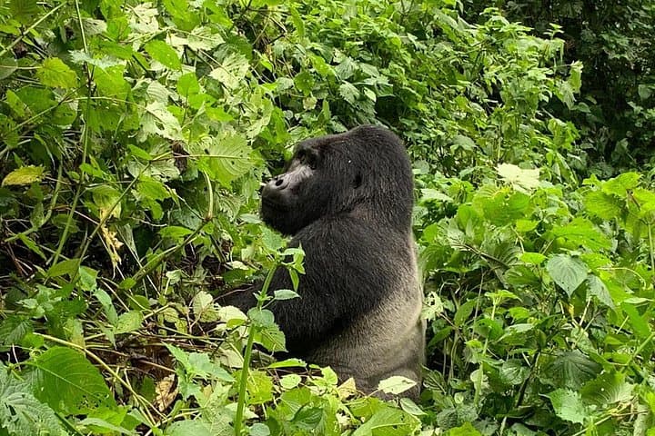 6-Day Uganda Gorilla Trek, Sabyinyo Hike & Lake Bunyonyi Homestay photo 4