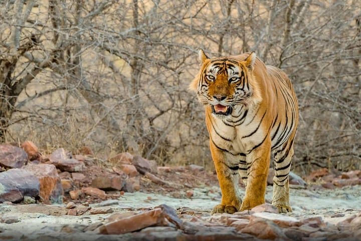 Golden Triangle with Ranthambore: 5-Day Delhi, Agra & Jaipur Tour with Tiger Safari photo 2